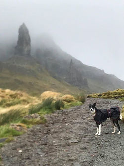 Pointy Faces Lurcher Raincoat Black