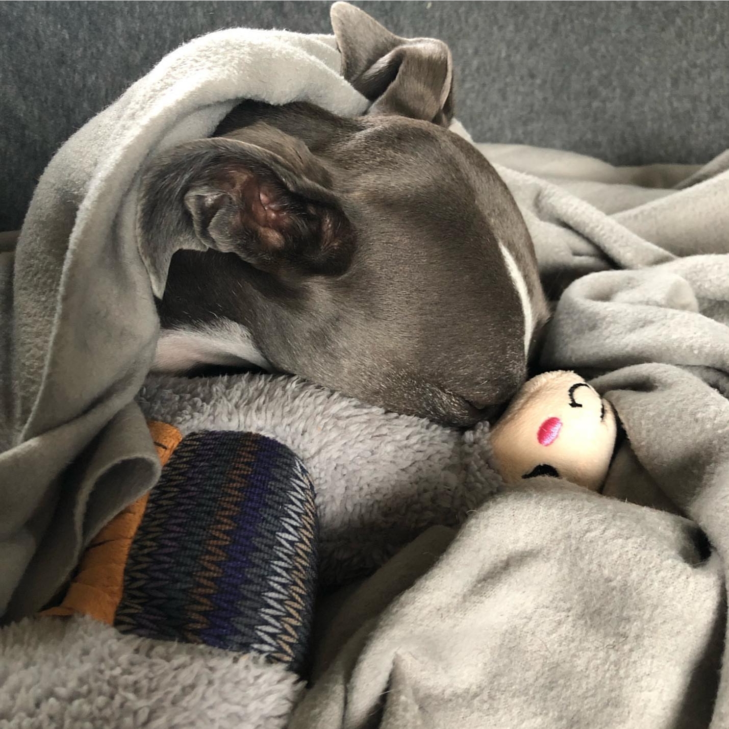 Pointy Faces Whippet dog toy