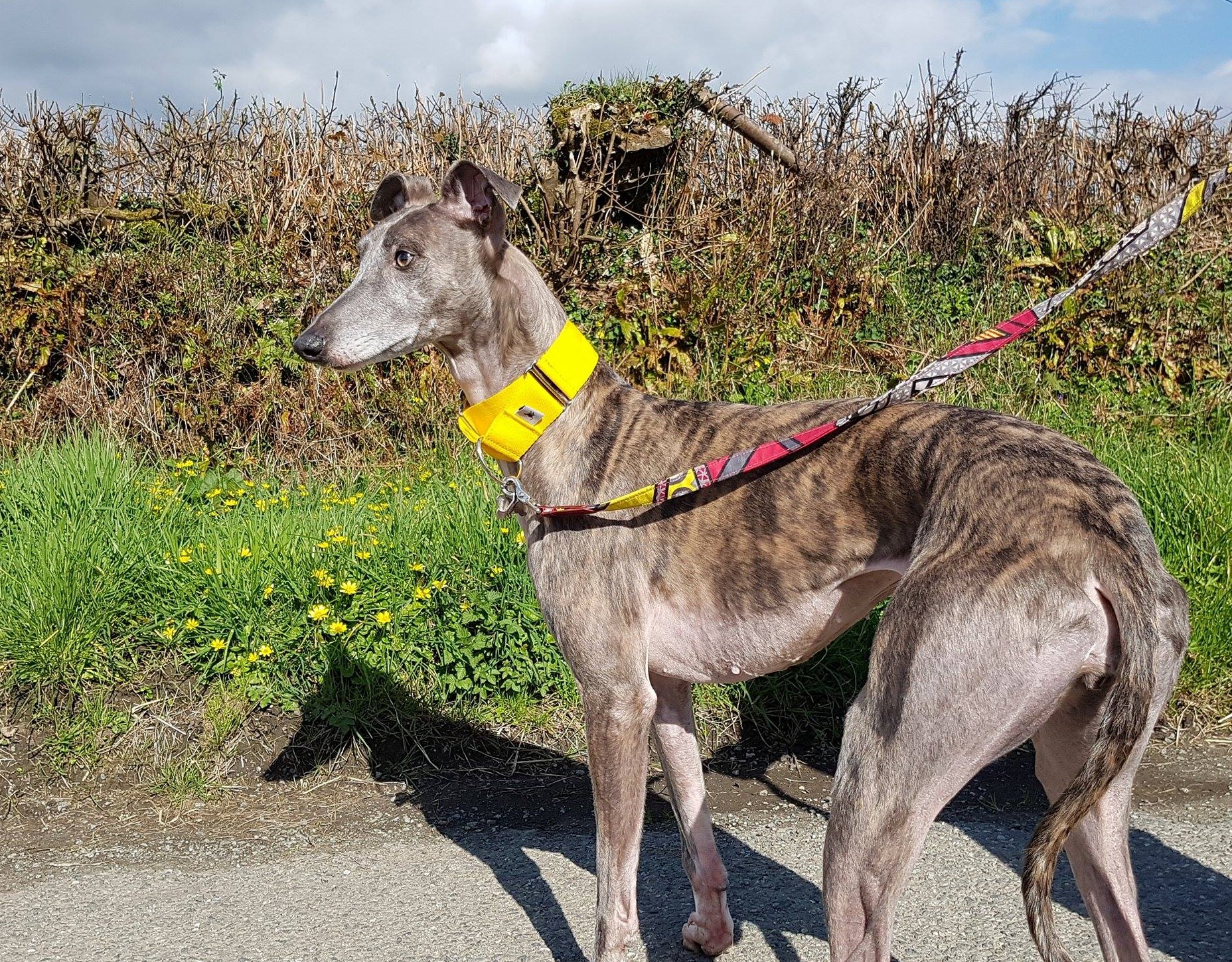 Pointy Faces Martingale Collar