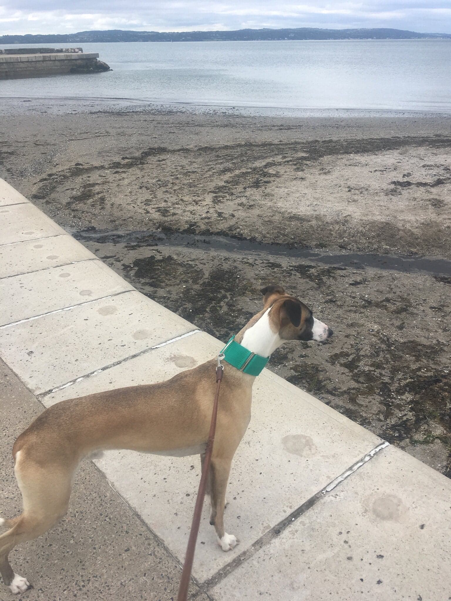 Pointy Faces Wide Whippet Collar in Emer
