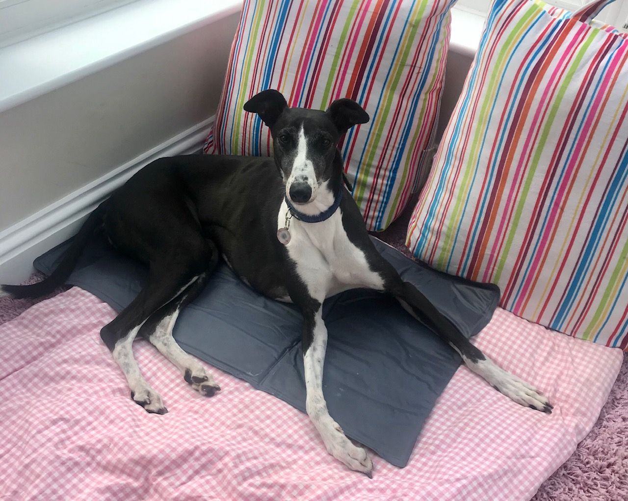 Greyhound Cooling Dog Mat UK Eva