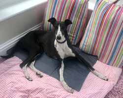 Greyhound Cooling Dog Mat UK Eva