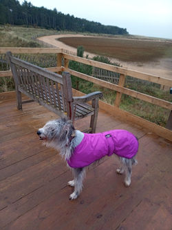 Coats for rough coated lurchers
