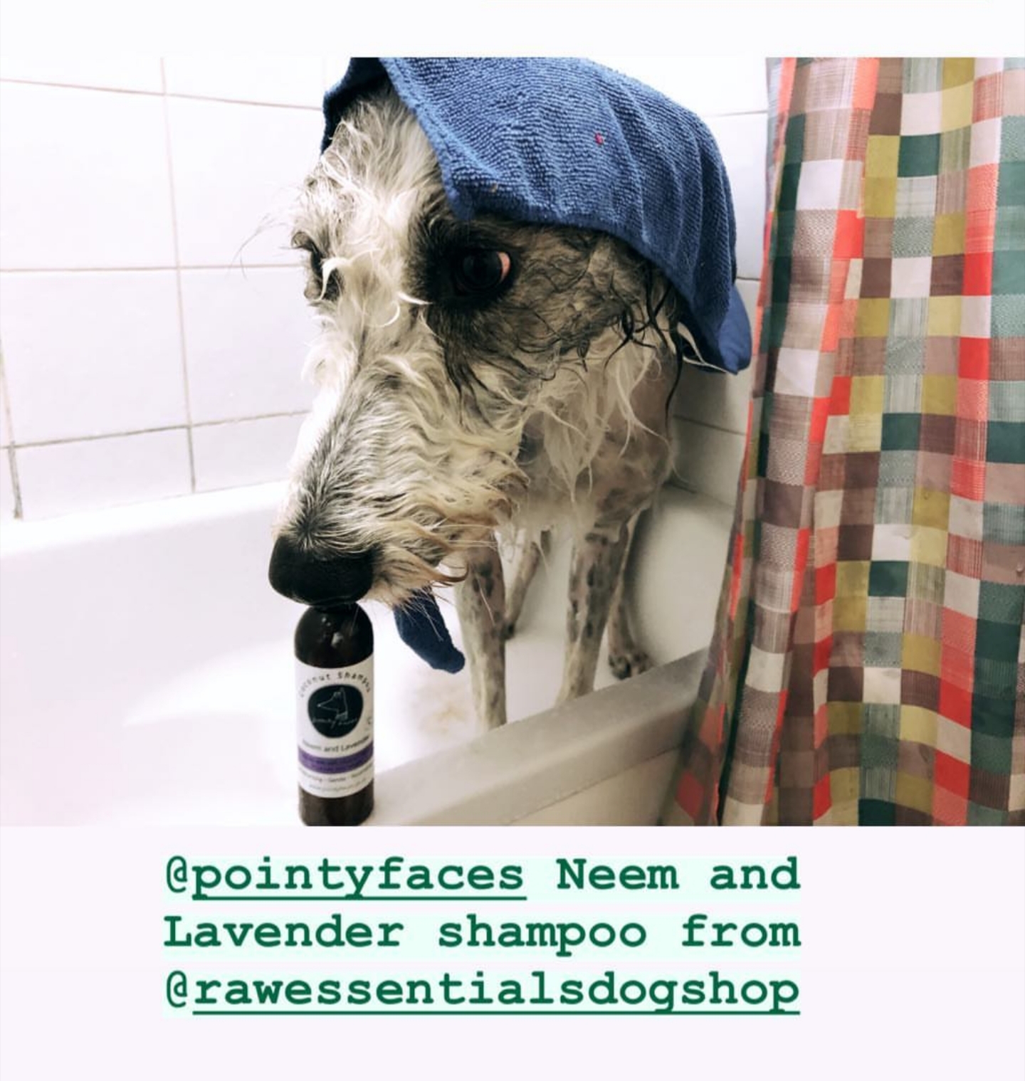 Pointy Faces organic neem and lavender d