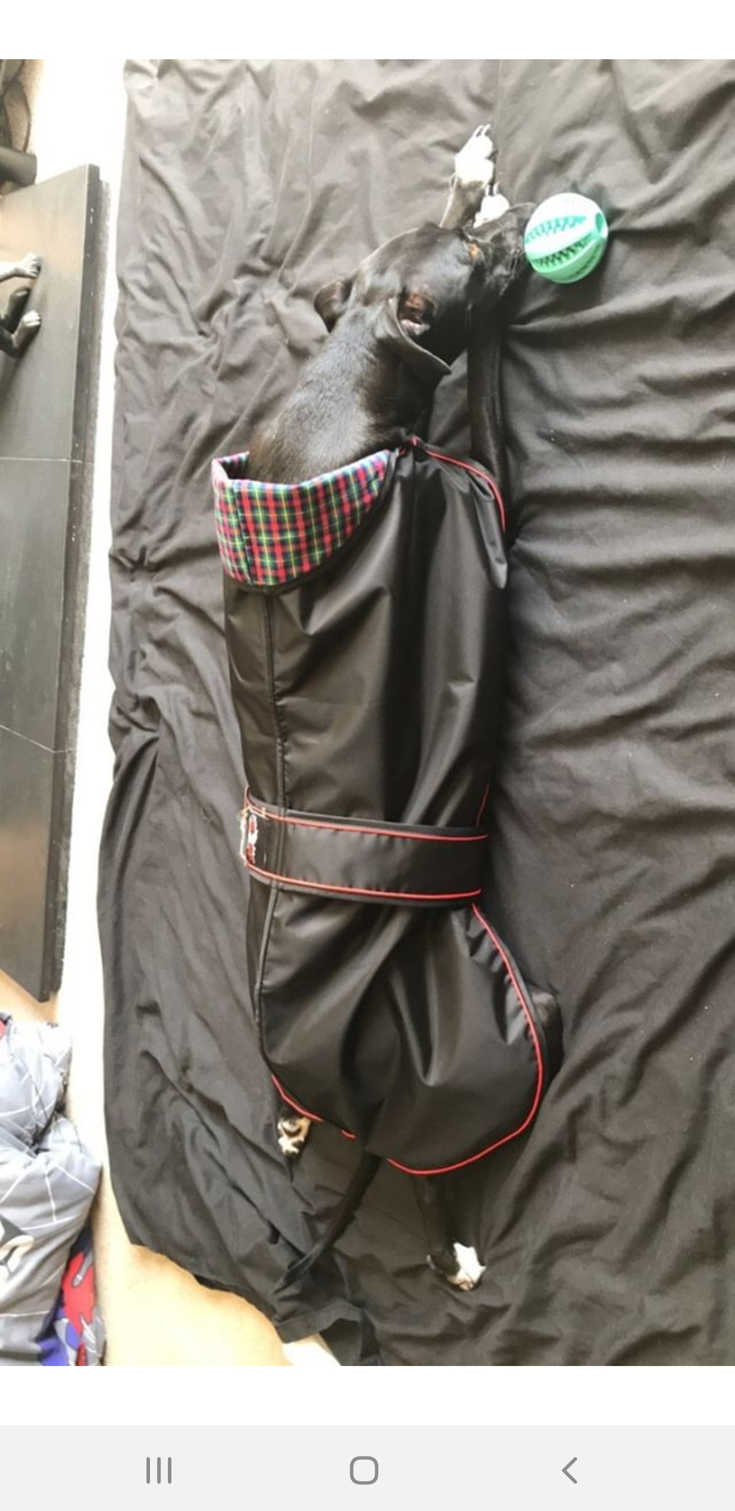 Pointy Faces Whippet Raincoat black