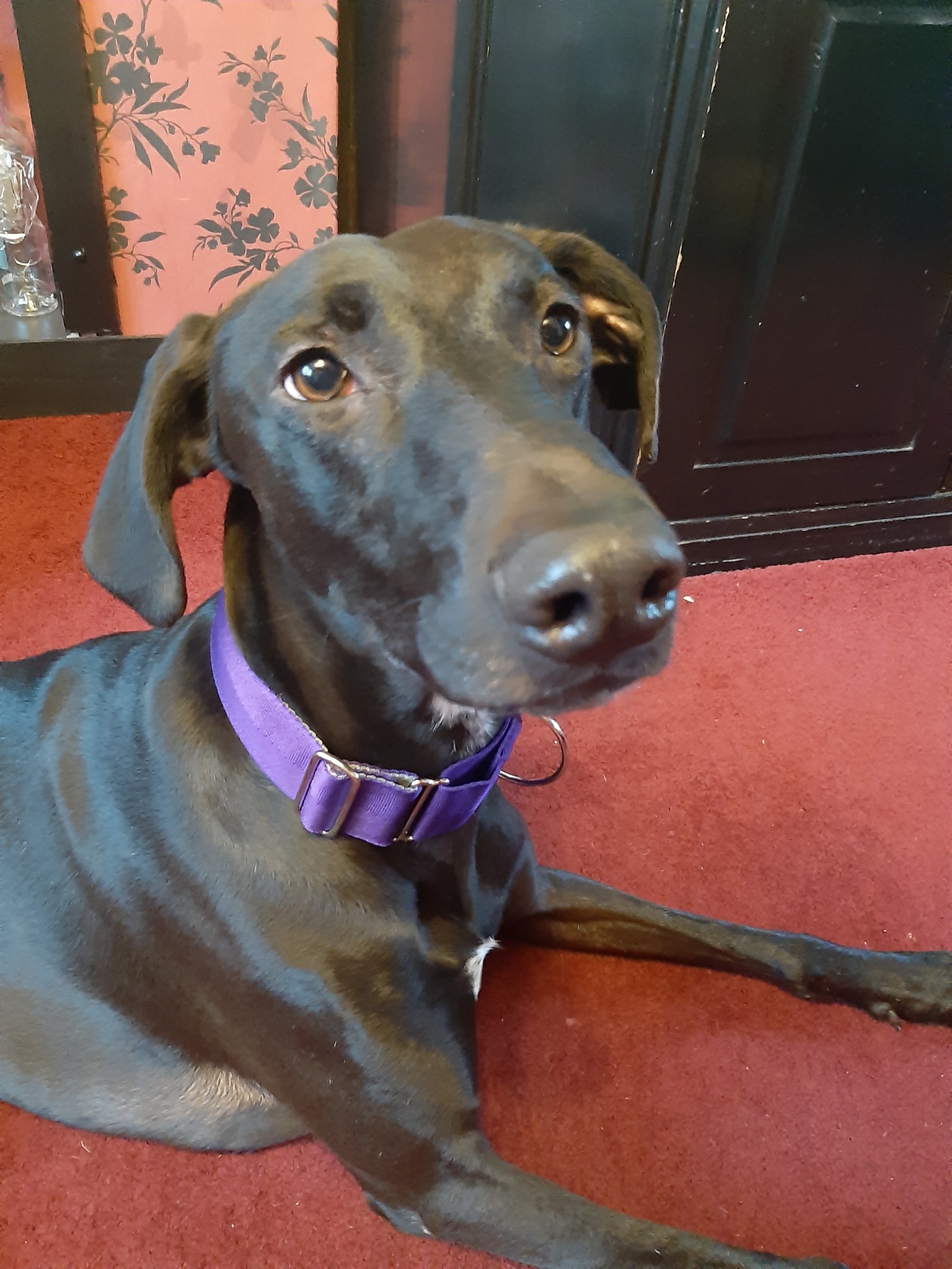 purple martingale collar UK