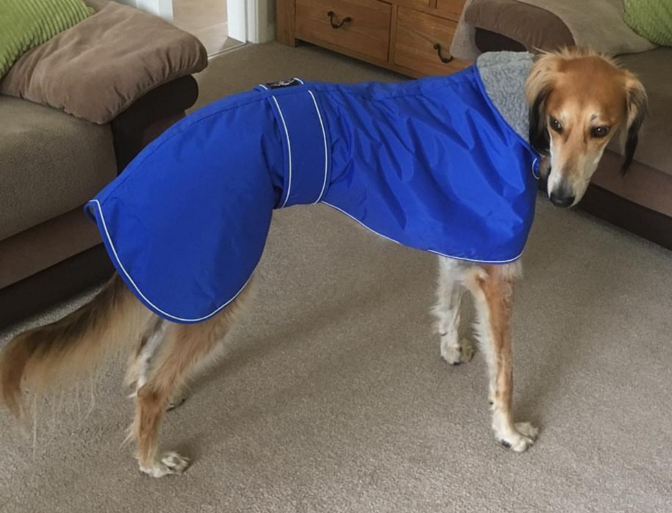 Pointy Faces Greyhound Coat Blue