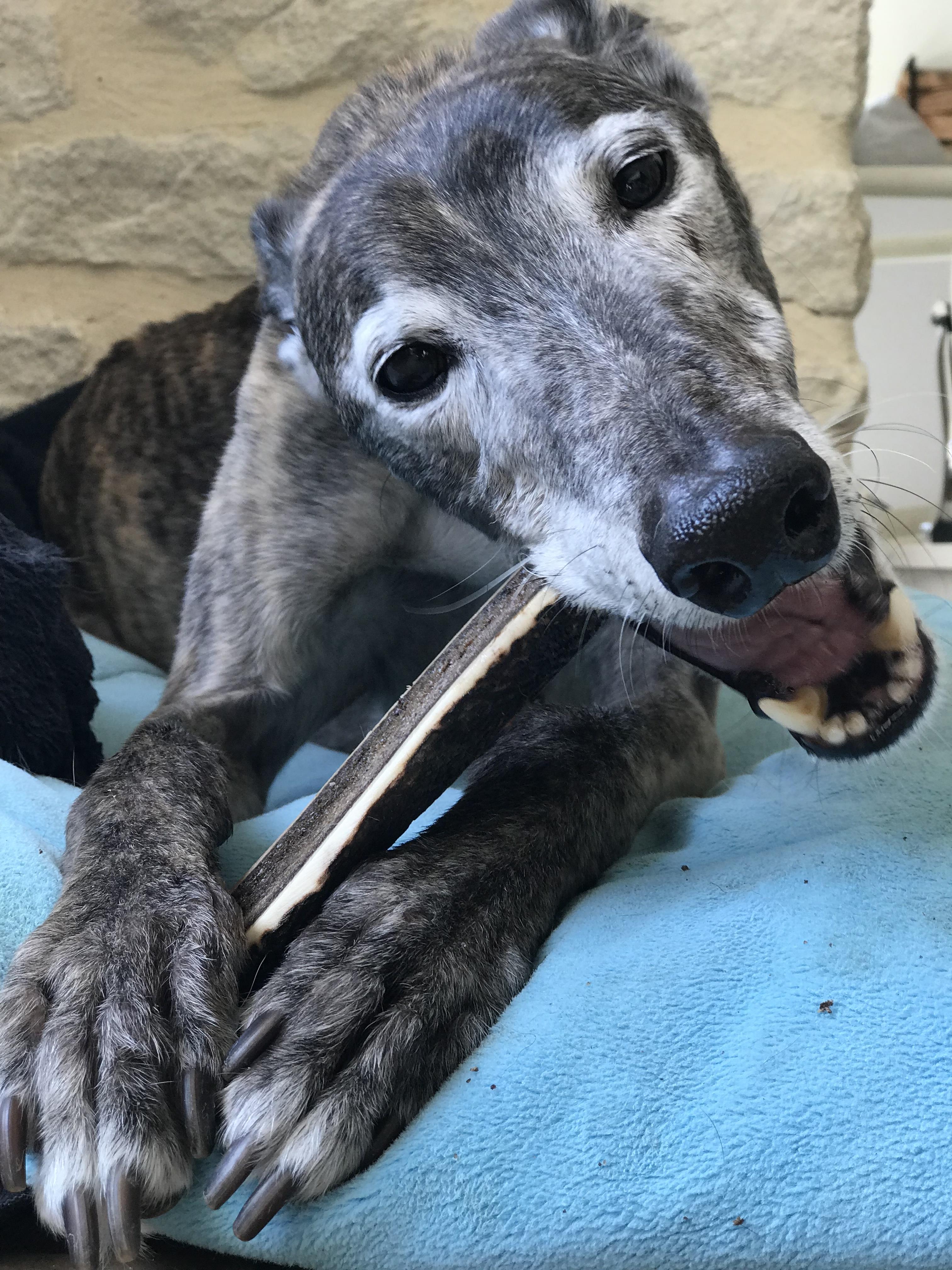 Pointy Faces Dog Antler Chews Natural