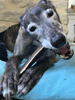 Pointy Faces Dog Antler Chews Natural 