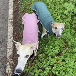 Whippet Jackets