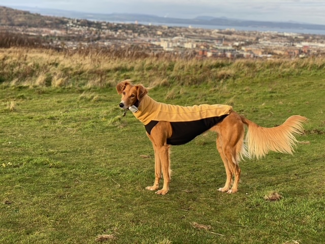 sighthound saluki fleece jumper