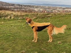 sighthound saluki fleece jumper