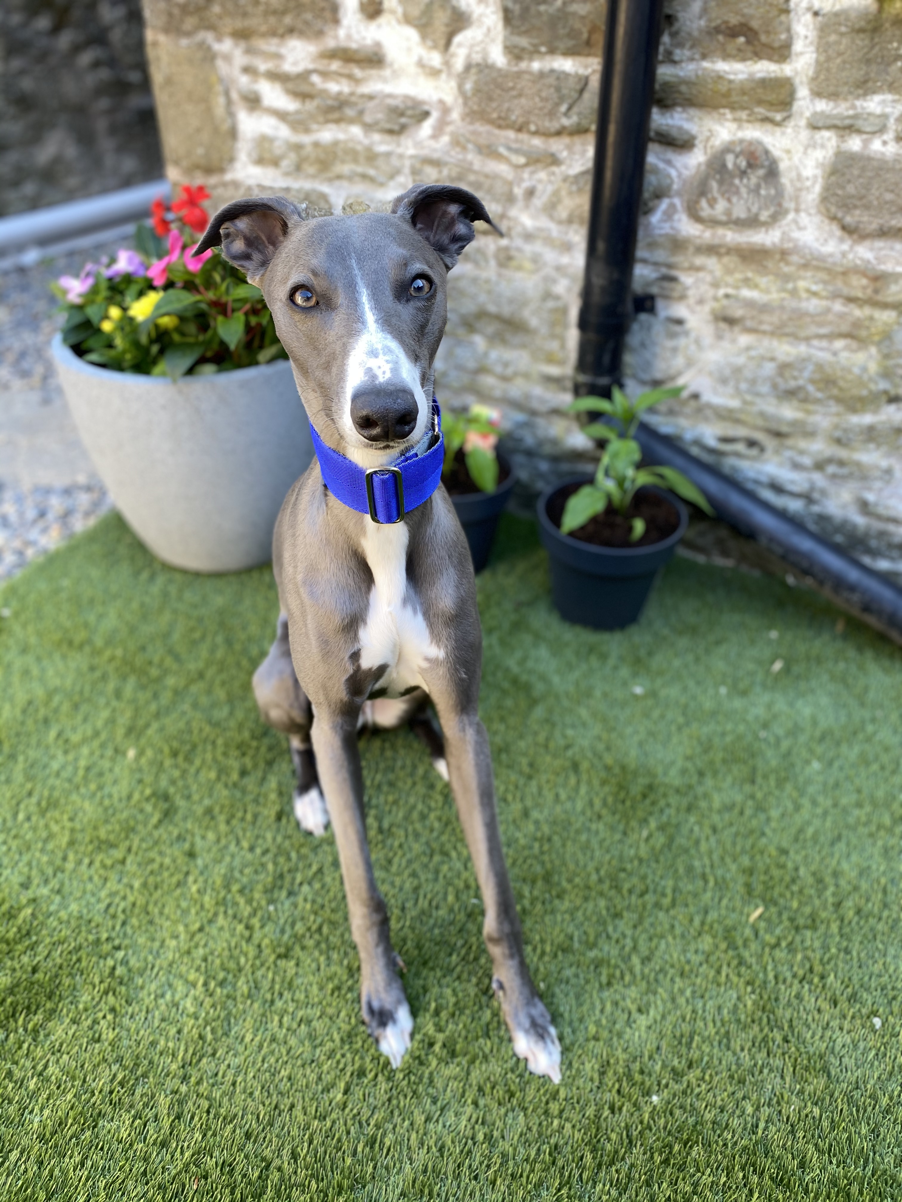Pointy Faces Whippet Collar Blue UK