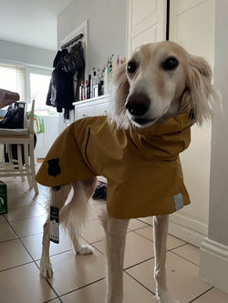 Lurcher Raincoat