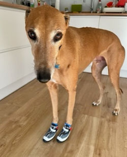 Greyhound Boots
