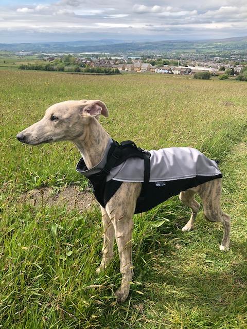 Whippet Outdoor Jacket Pointy Faces
