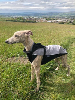 Whippet Outdoor Jacket Pointy Faces 