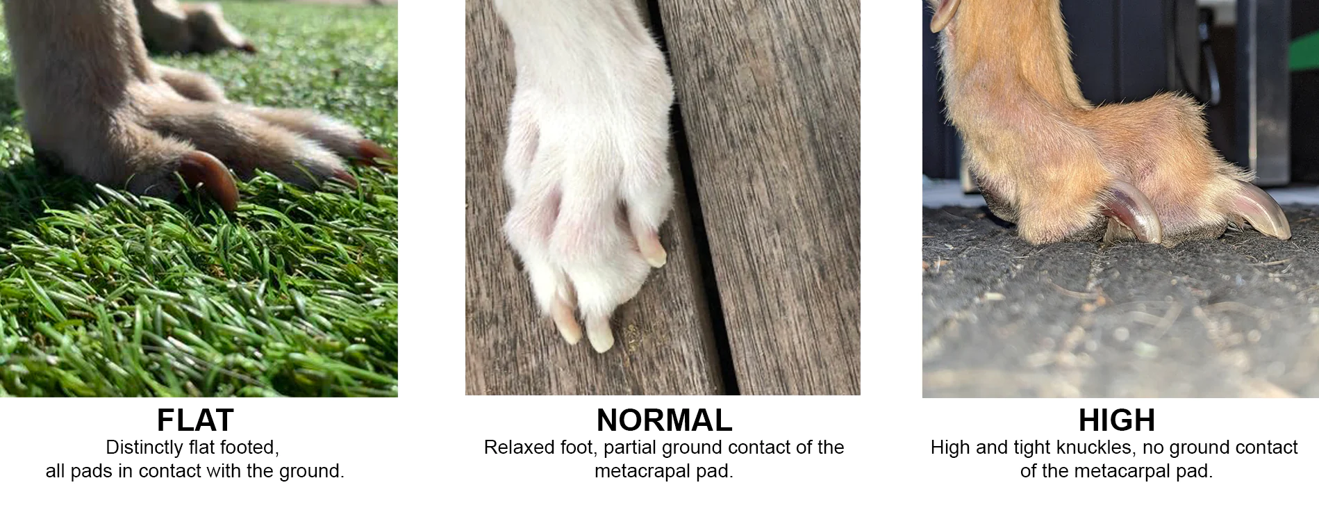 Types_of_greyhound_feet.webp