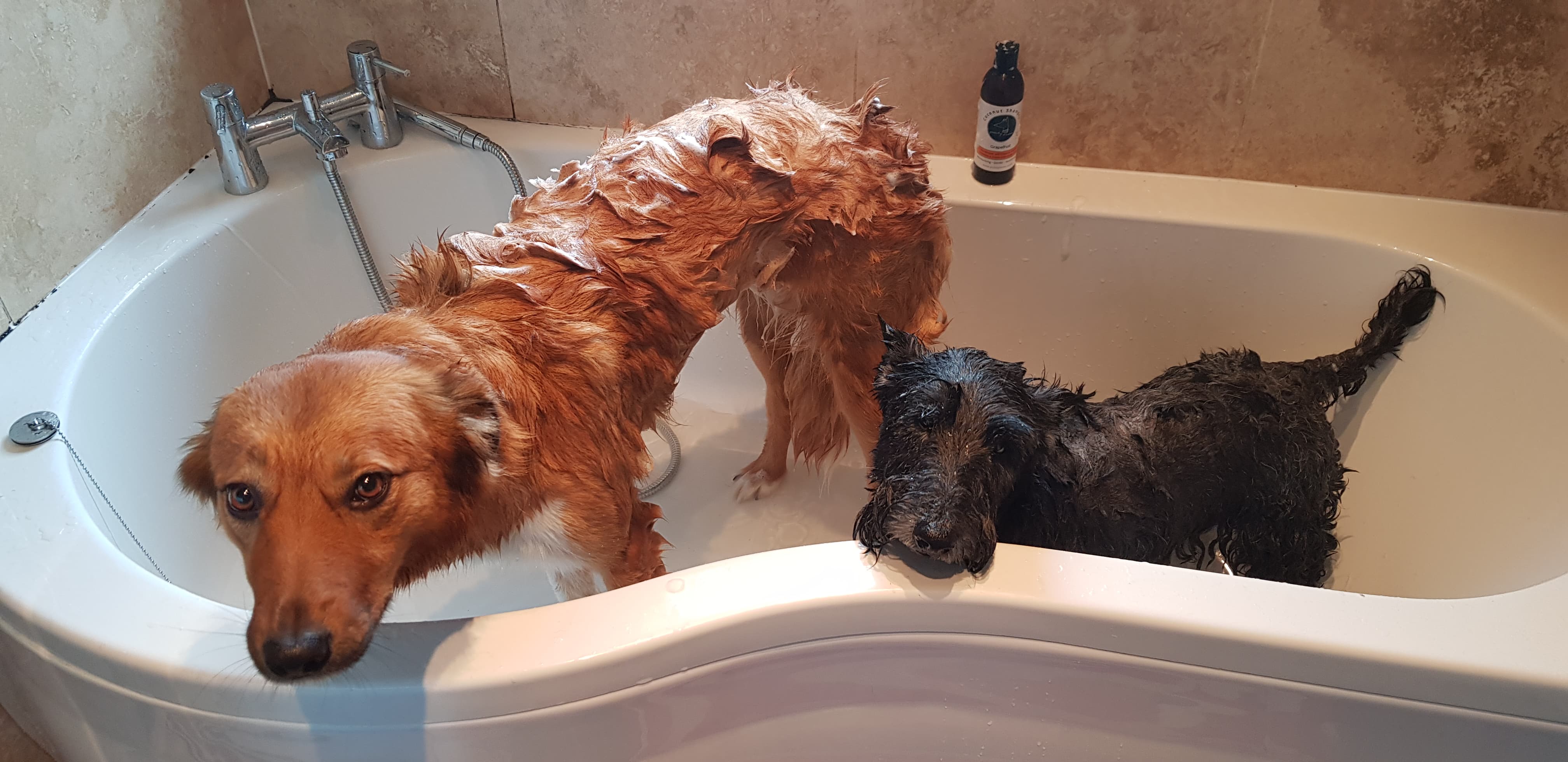 Pointy Faces Organic Dog Shampoo Grapefruit