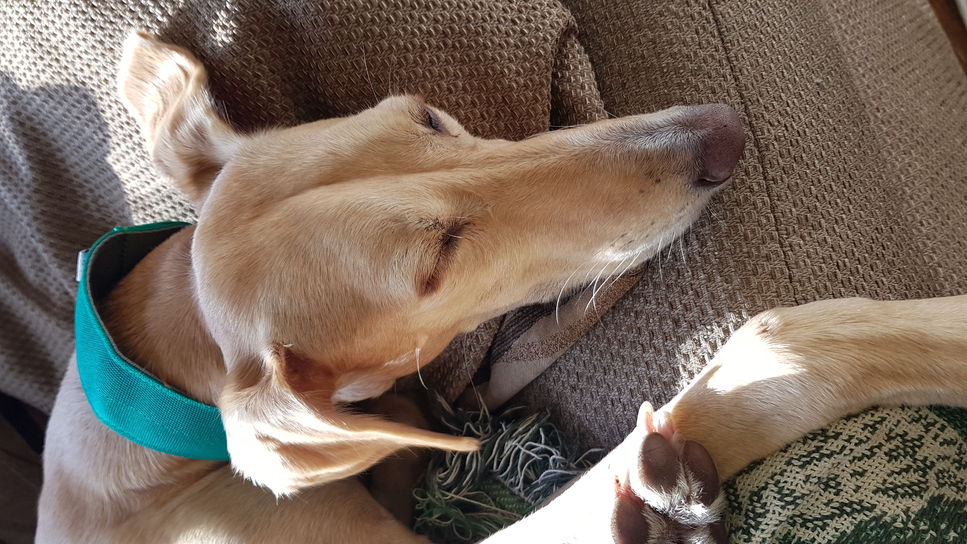 Pointy Faces Sighthound Collar Green