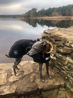 Italian Greyhound Winter Coat