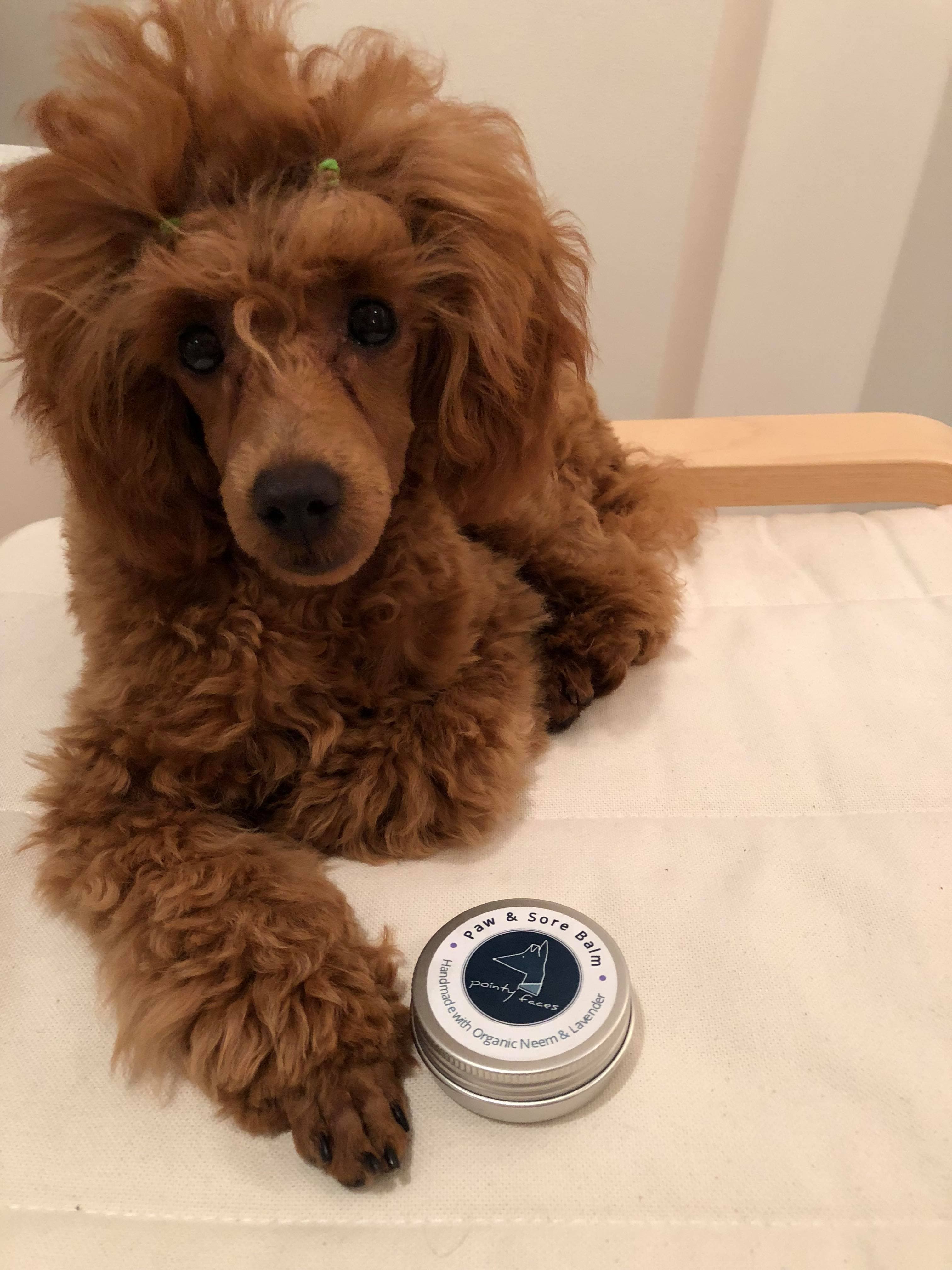 Pointy Faces Dog Paw Balm Neem and Laven