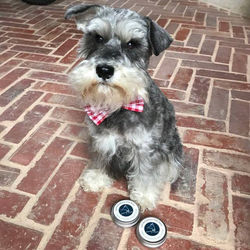 Organic Dog Paw Balm Pointy Faces