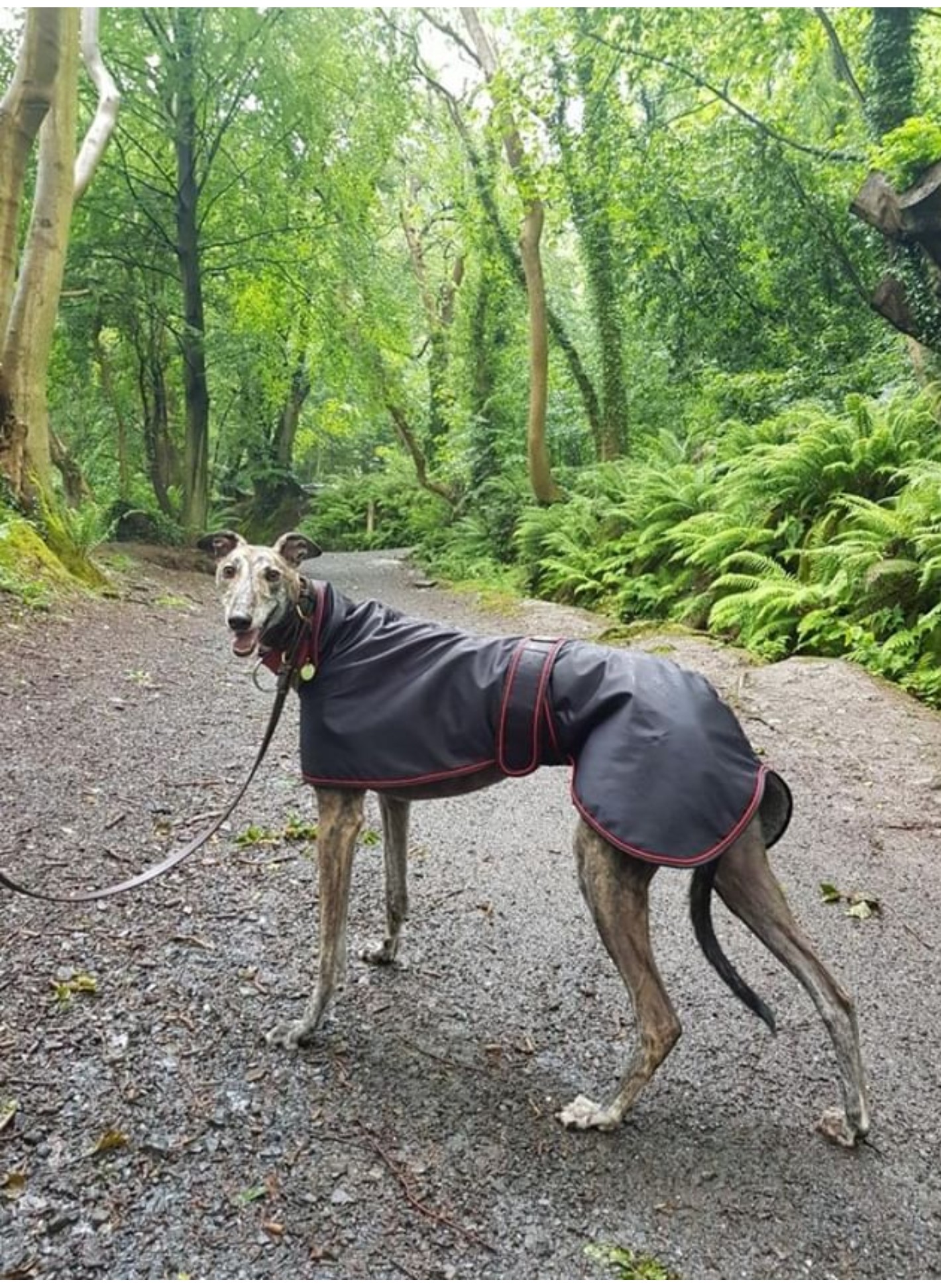 Pointy Faces Greyhound Raincoat Black