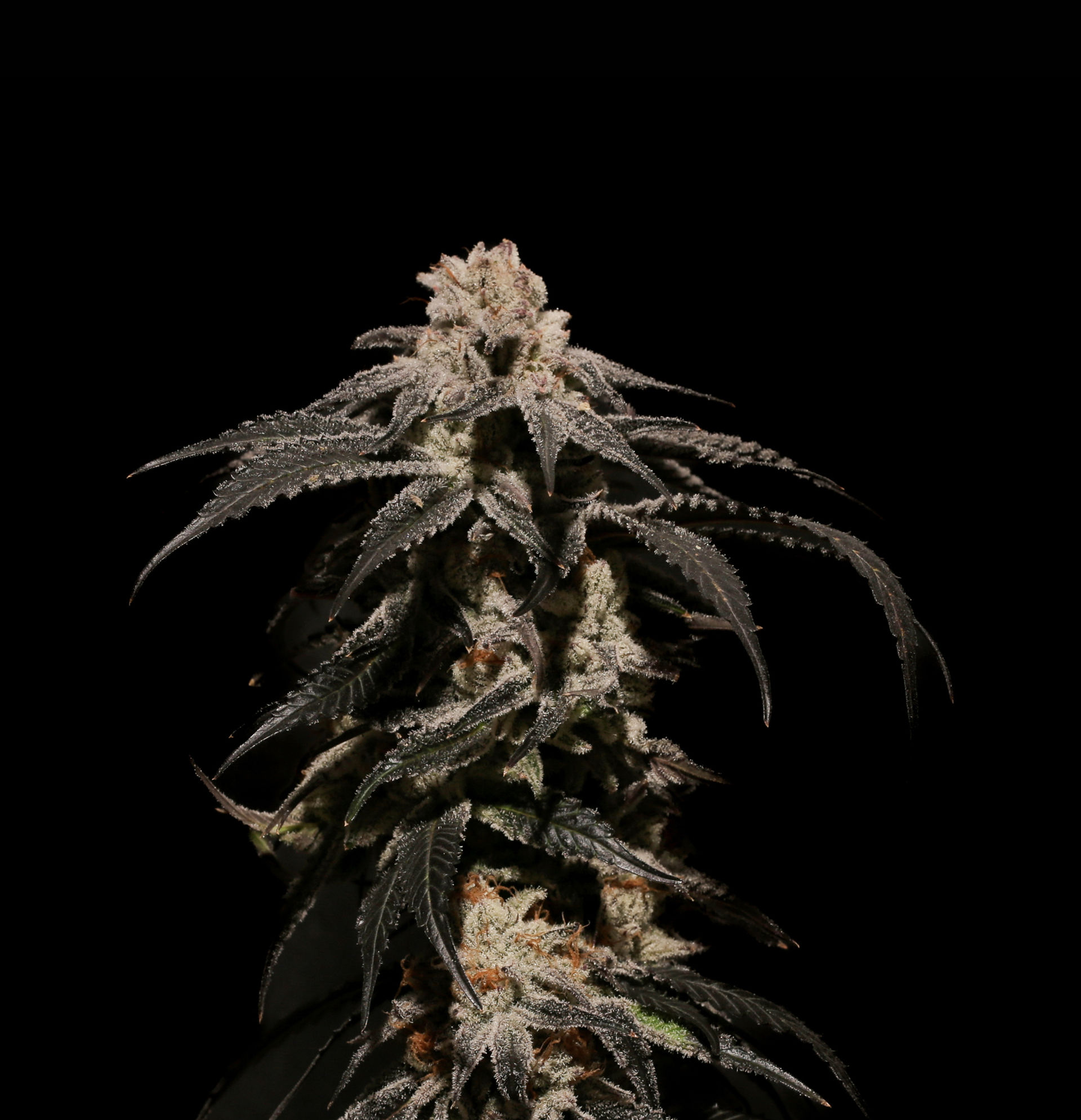 Stalk of THCA Ice Cream Cake Flower