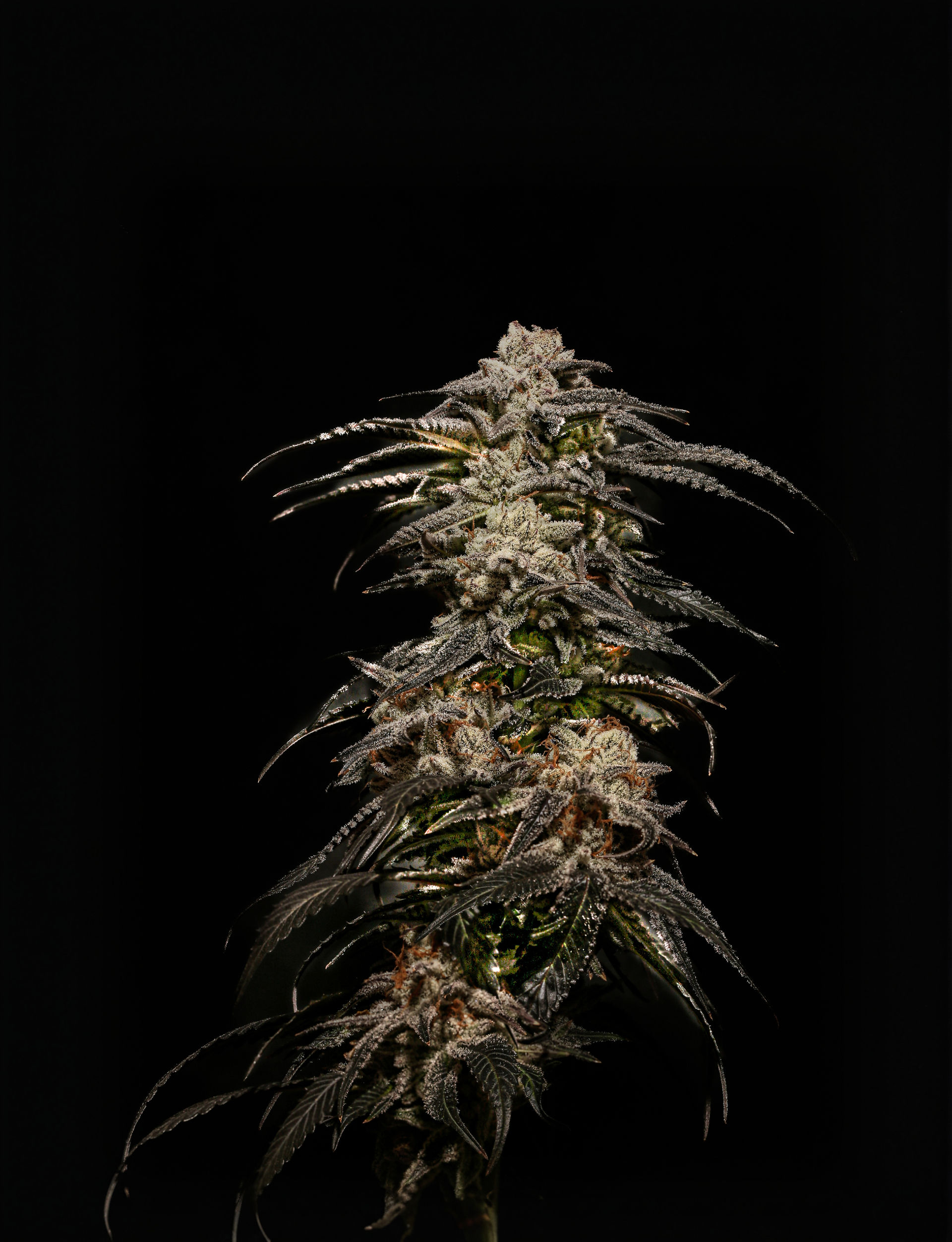 Stalk of Blue Dream THCA Flower