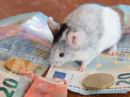 une souris black merle piebald sur des billets de banque