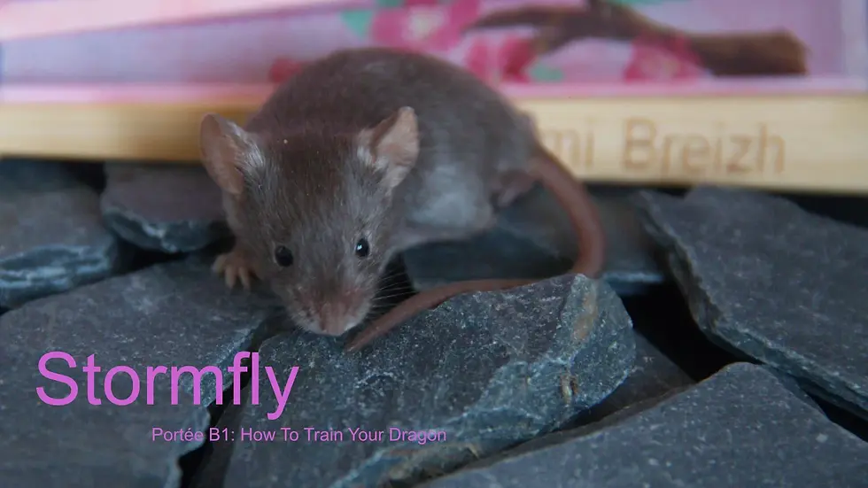 Stormfly