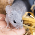 Souris bleu qui monte sur une main