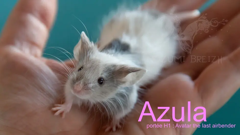 Azula