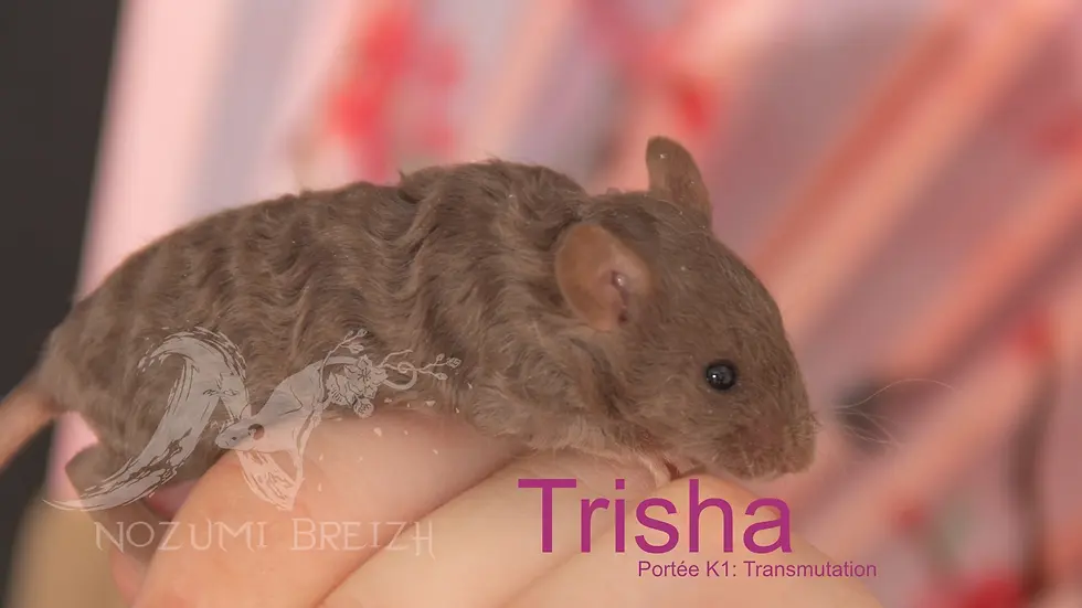 Trisha