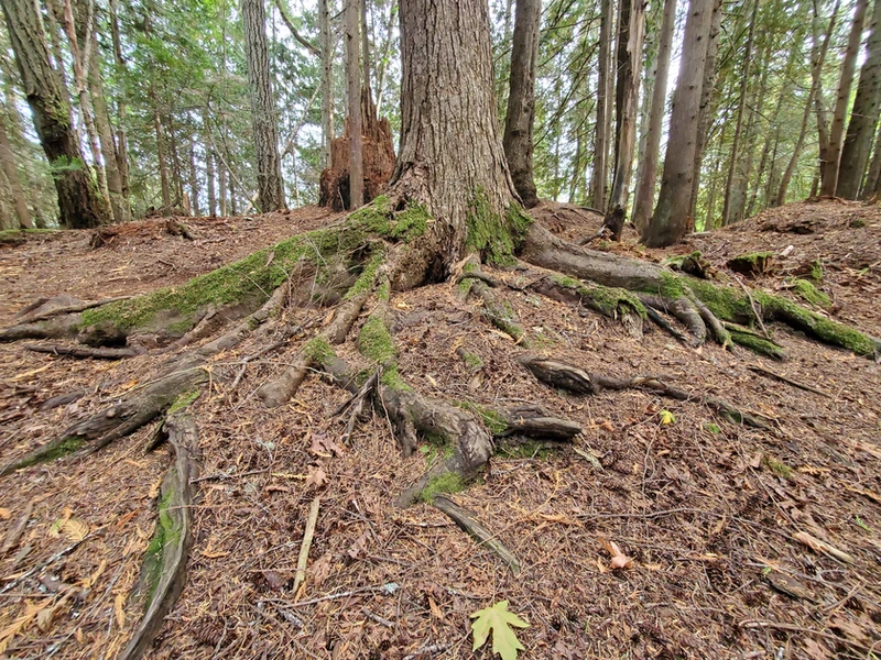 the roots of a tree