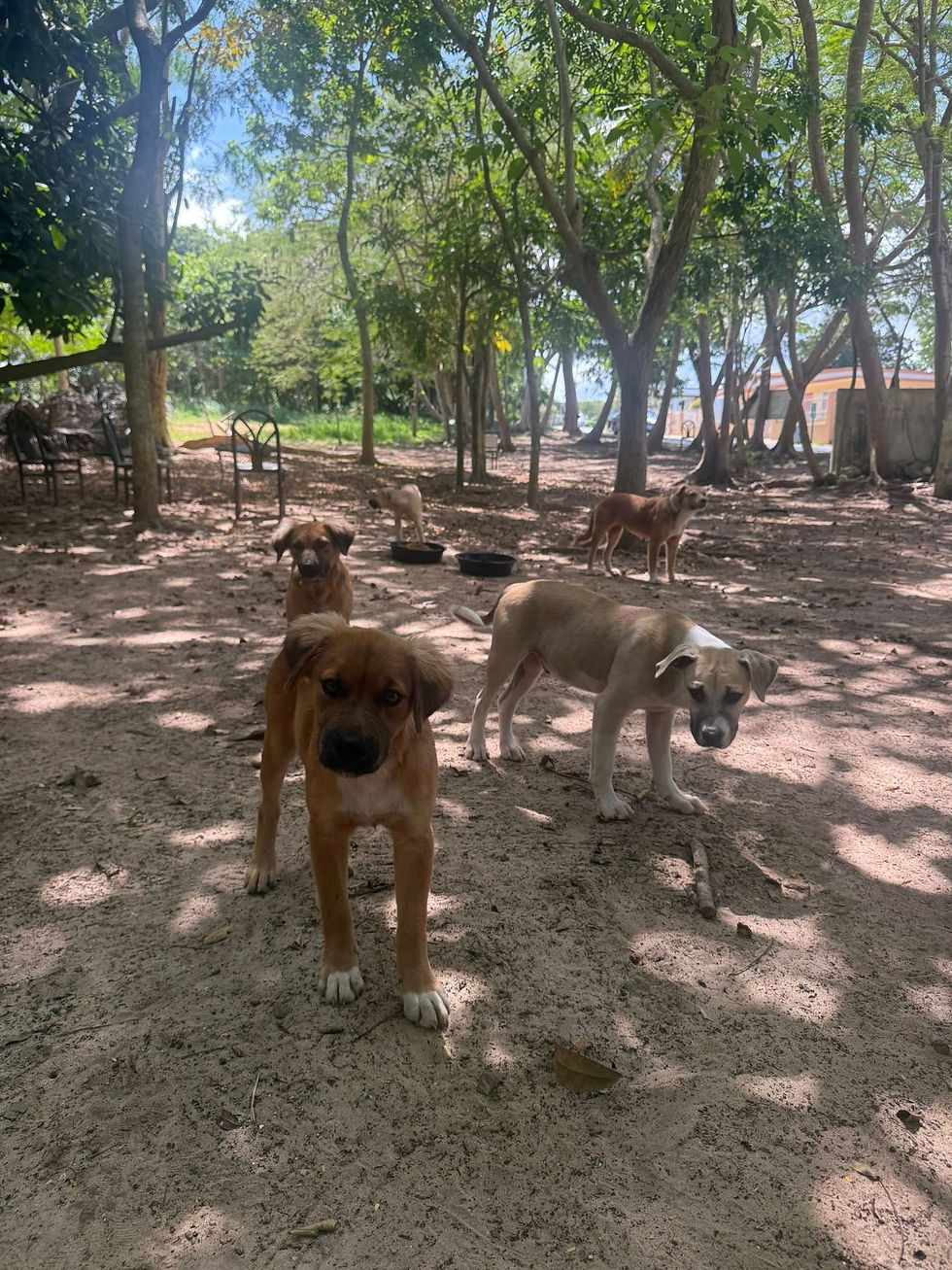 dog1