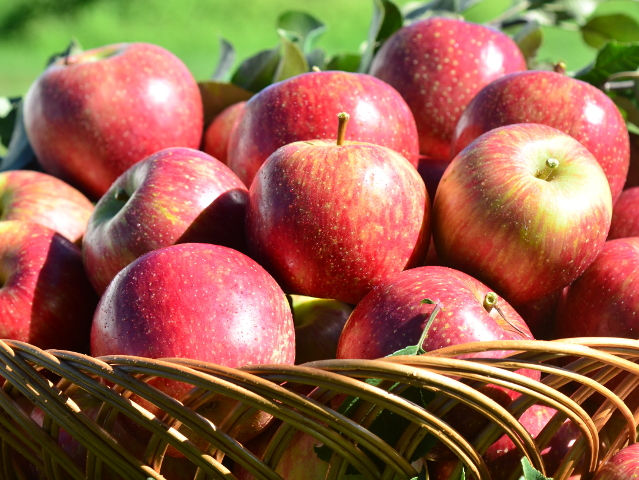 Maçã Gala