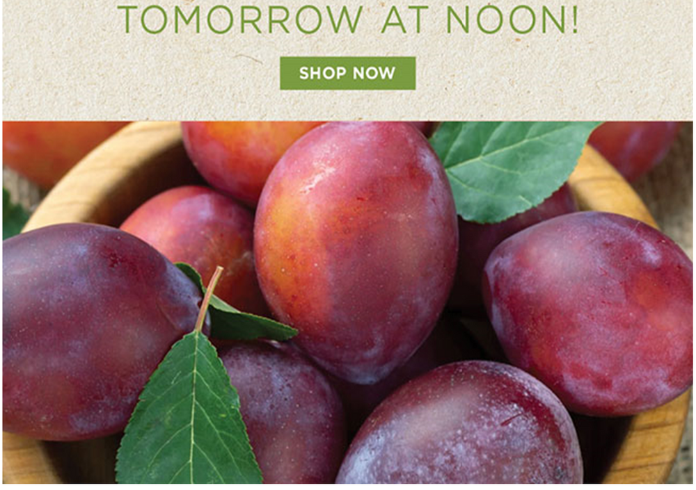 Hurry-Empress Plums Ending Soon!