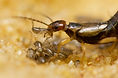 Mother-moving-nymphs.jpg