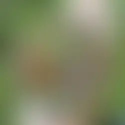 Como plantar e cuidar de suculentas