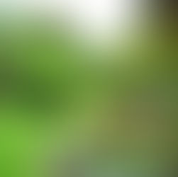 Tipos de jardim: qual é o ideal para você?