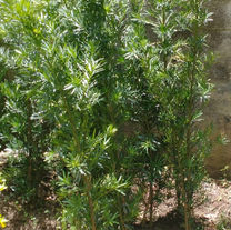 PODOCARPUS
