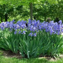 ÍRIS AZUL