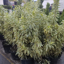 PLEOMELES (DRACENA REFLEXA)