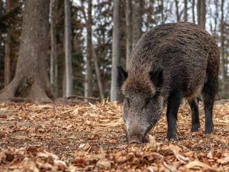 Cataluña, desprotegida ante la peste porcina africana