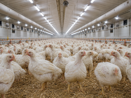 Kycklingindustrin campylobacter