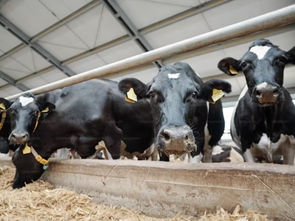 Nytt smittutbrott inom djurindustrin: Oroväckande fall av fågelinfluensa bland mjölkkor i USA