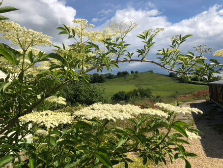 Image of flowers on an elder tree. Buy elderflower cider vinegar available online