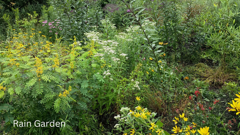 Rain Garden